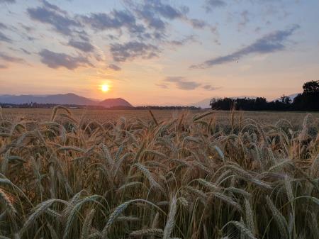 6 JUNIJ - Bernard Alič - Voklo